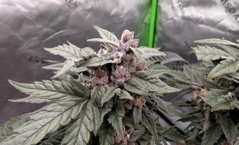 Four Banger. Week 12