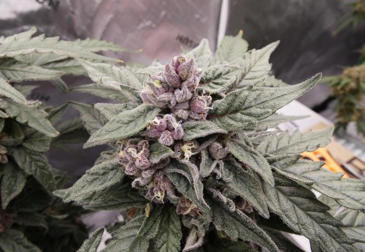 Four Banger. Week 12