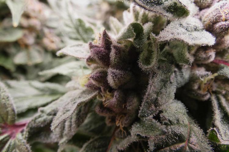 Four Banger. Week 12