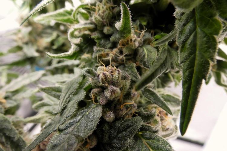 Four Banger. Week 12