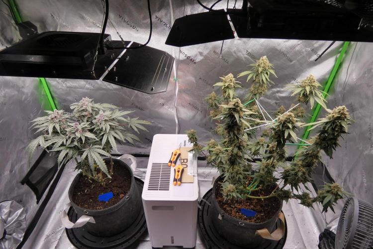 Four Banger. Week 12