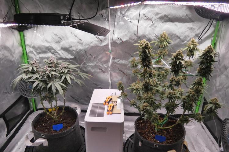 Four Banger. Week 12