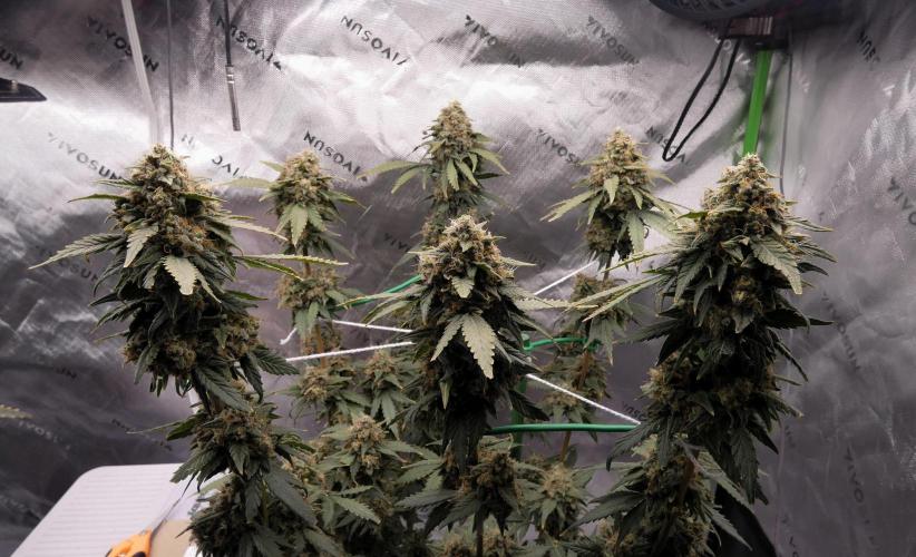Blueberry. Week 13