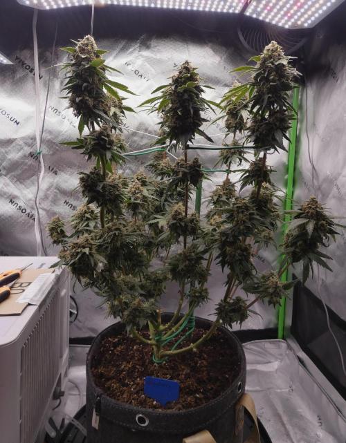 Blueberry. Week 13