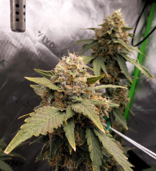 Blueberry. Week 13