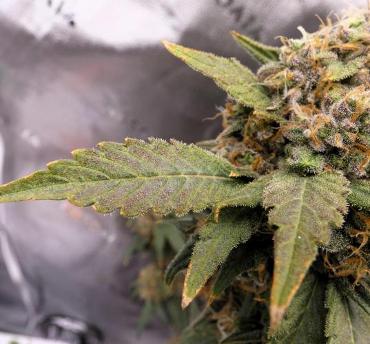 Blueberry. Week 13