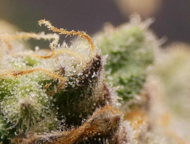 Blueberry. Week 13