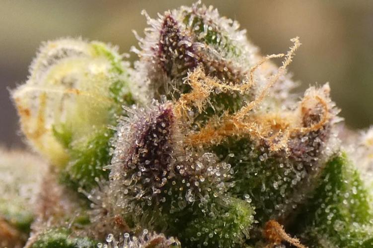Blueberry. Week 13