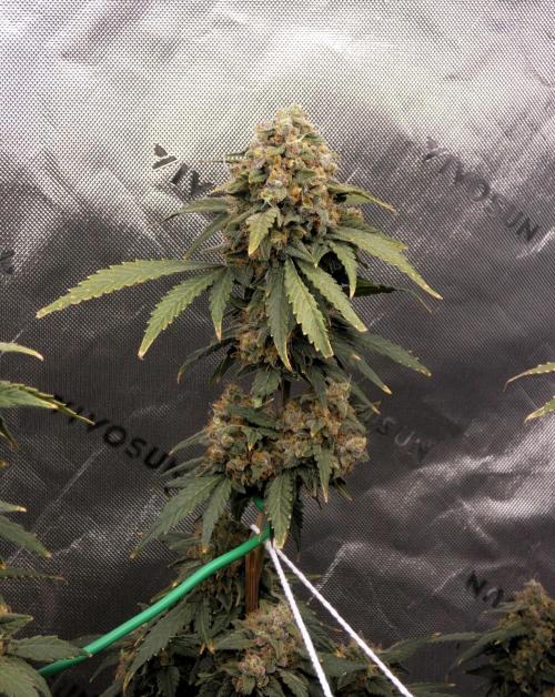 Blueberry. Week 13