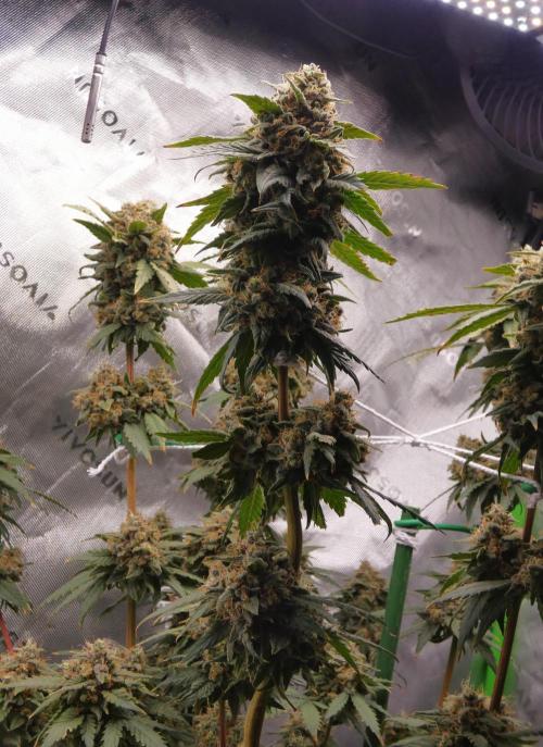 Blueberry. Week 13