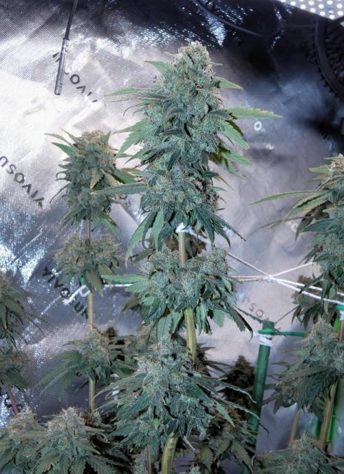 Blueberry. Week 13
