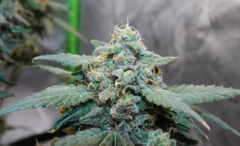 Blueberry. Week 13
