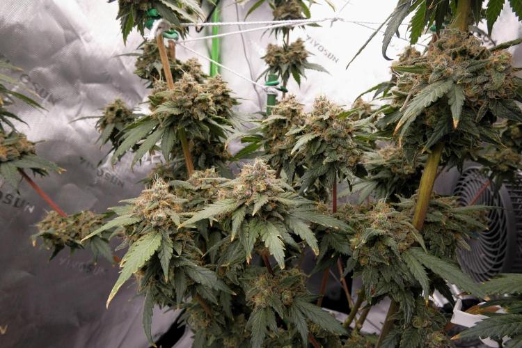 Blueberry. Week 13