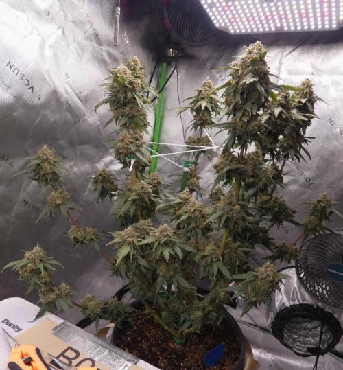Blueberry. Week 13