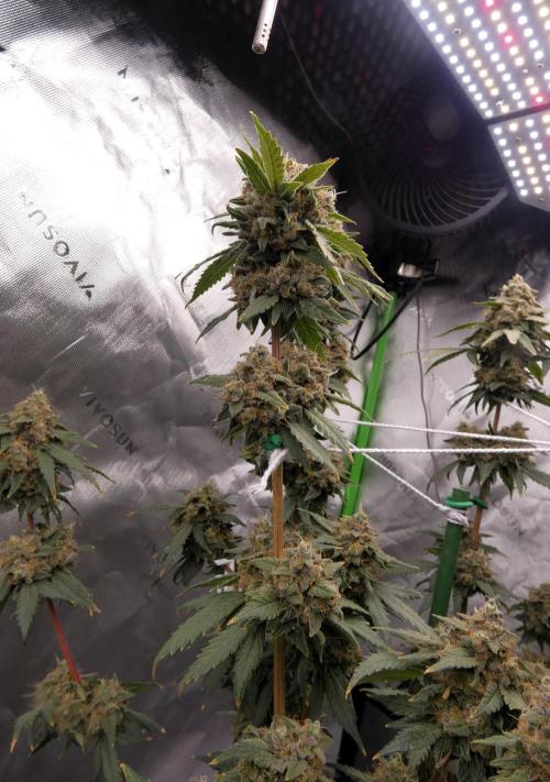 Blueberry. Week 13