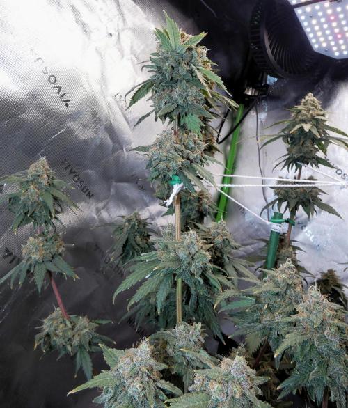 Blueberry. Week 13