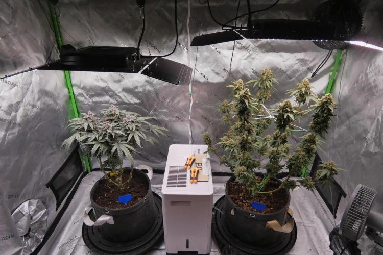 Blueberry. Week 13
