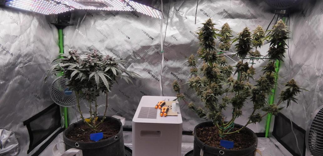 Blueberry. Week 13