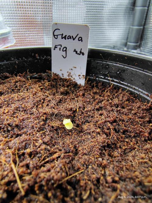 Guava Fig. Week 0