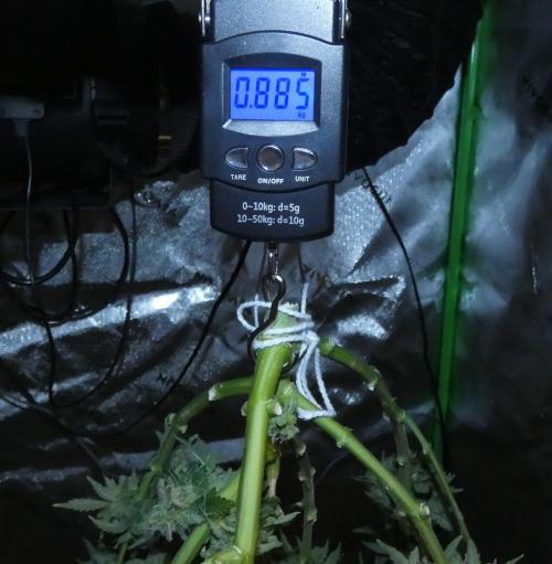 Blueberry - QCS. Week 14