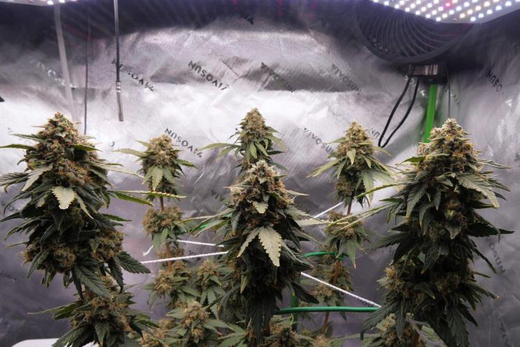 Blueberry - QCS. Week 14
