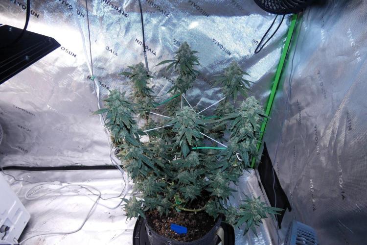 Blueberry - QCS. Week 14
