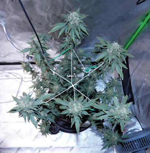 Blueberry - QCS. Week 14
