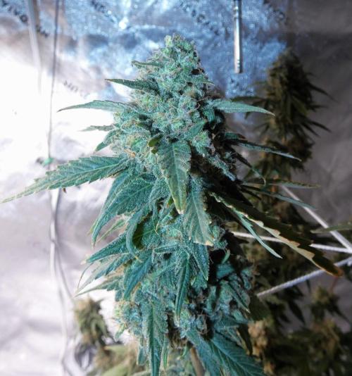 Blueberry - QCS. Week 14