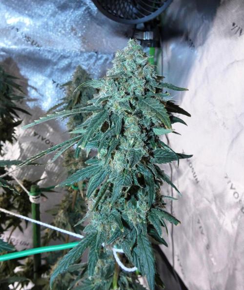 Blueberry - QCS. Week 14
