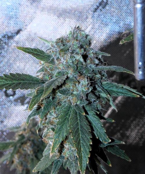Blueberry - QCS. Week 14