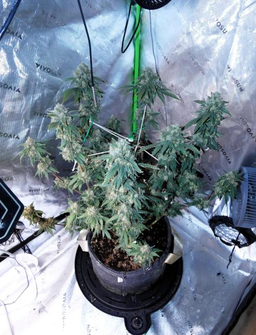 Blueberry - QCS. Week 14