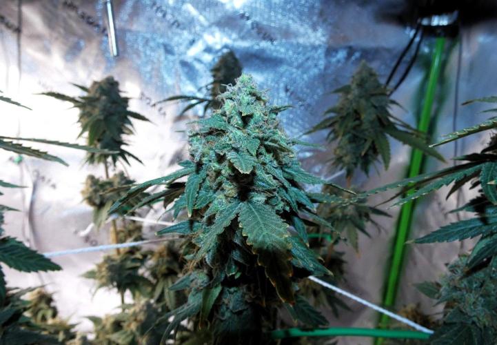 Blueberry - QCS. Week 14