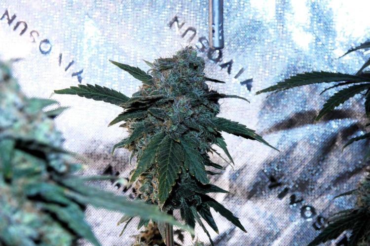 Blueberry - QCS. Week 14