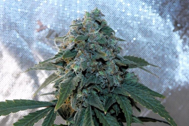 Blueberry - QCS. Week 14