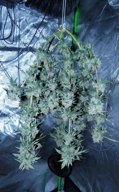 Blueberry - QCS. Week 14