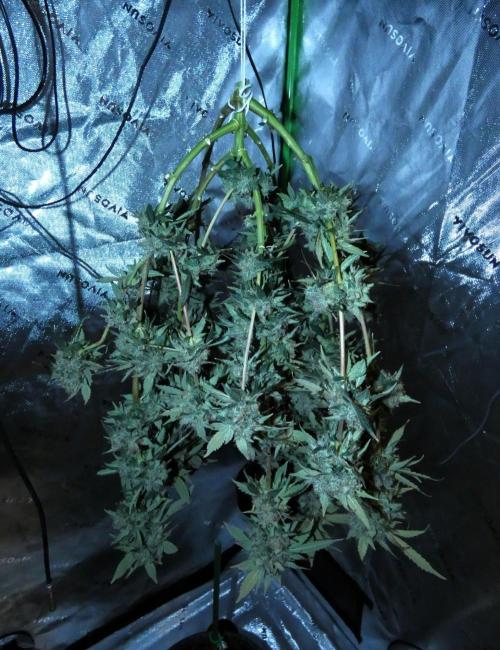 Blueberry - QCS. Week 14