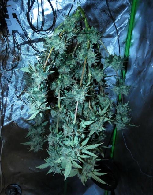 Blueberry - QCS. Week 14
