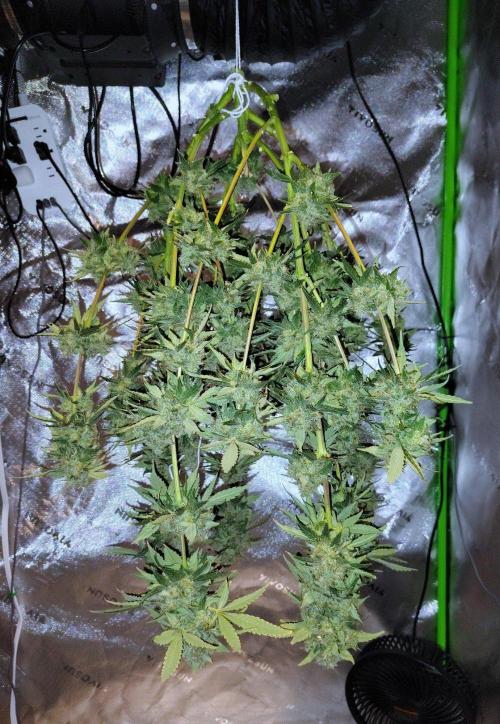 Blueberry - QCS. Week 14