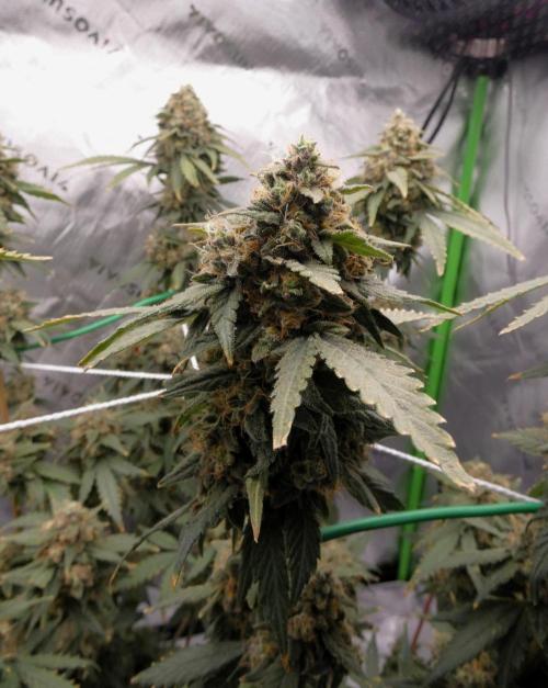 Blueberry - QCS. Week 14