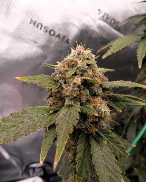 Blueberry - QCS. Week 14