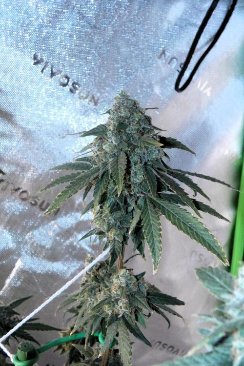 Blueberry - QCS. Week 14