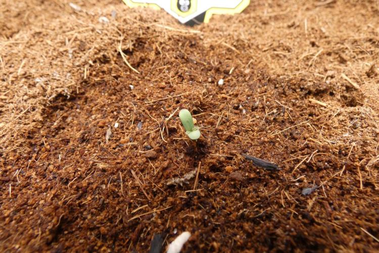 Guava Fig. Week 0