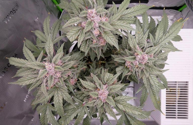 Four Banger. Week 13