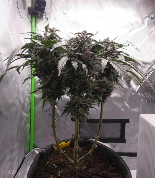 Four Banger. Week 13