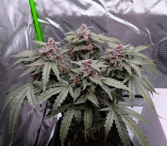 Four Banger. Week 13