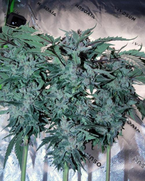 Four Banger. Week 13