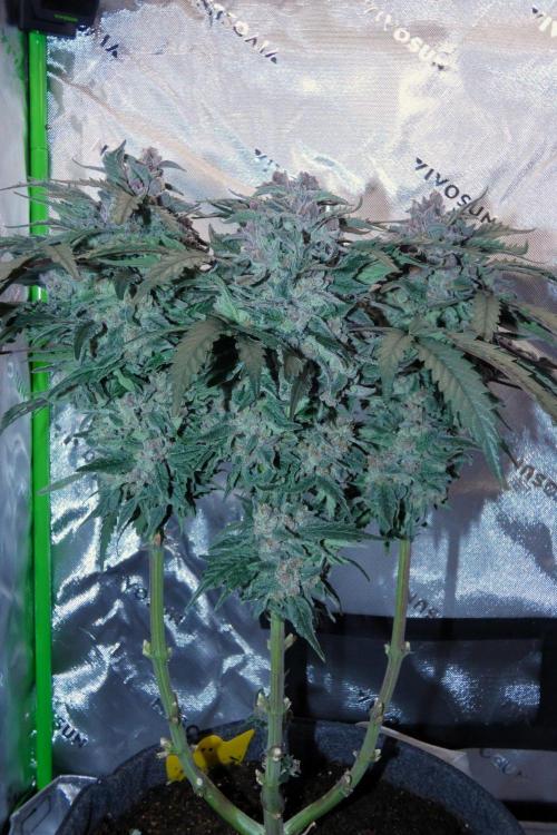 Four Banger. Week 13