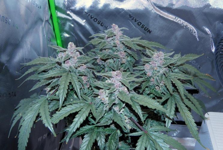 Four Banger. Week 13