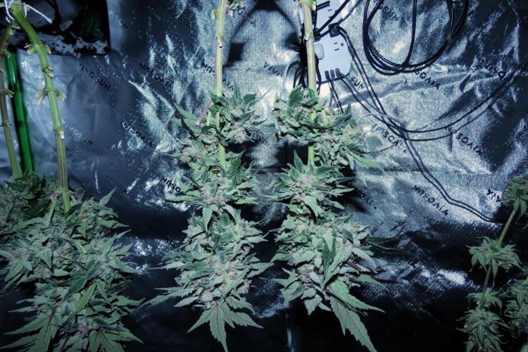 Four Banger. Week 13