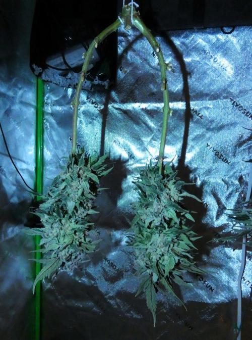 Four Banger. Week 13